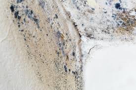 Best Environmental Consulting for Mold Prevention  in Blue Hills, CT